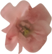 contatti_fiore1