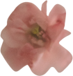 contatti_fiore2